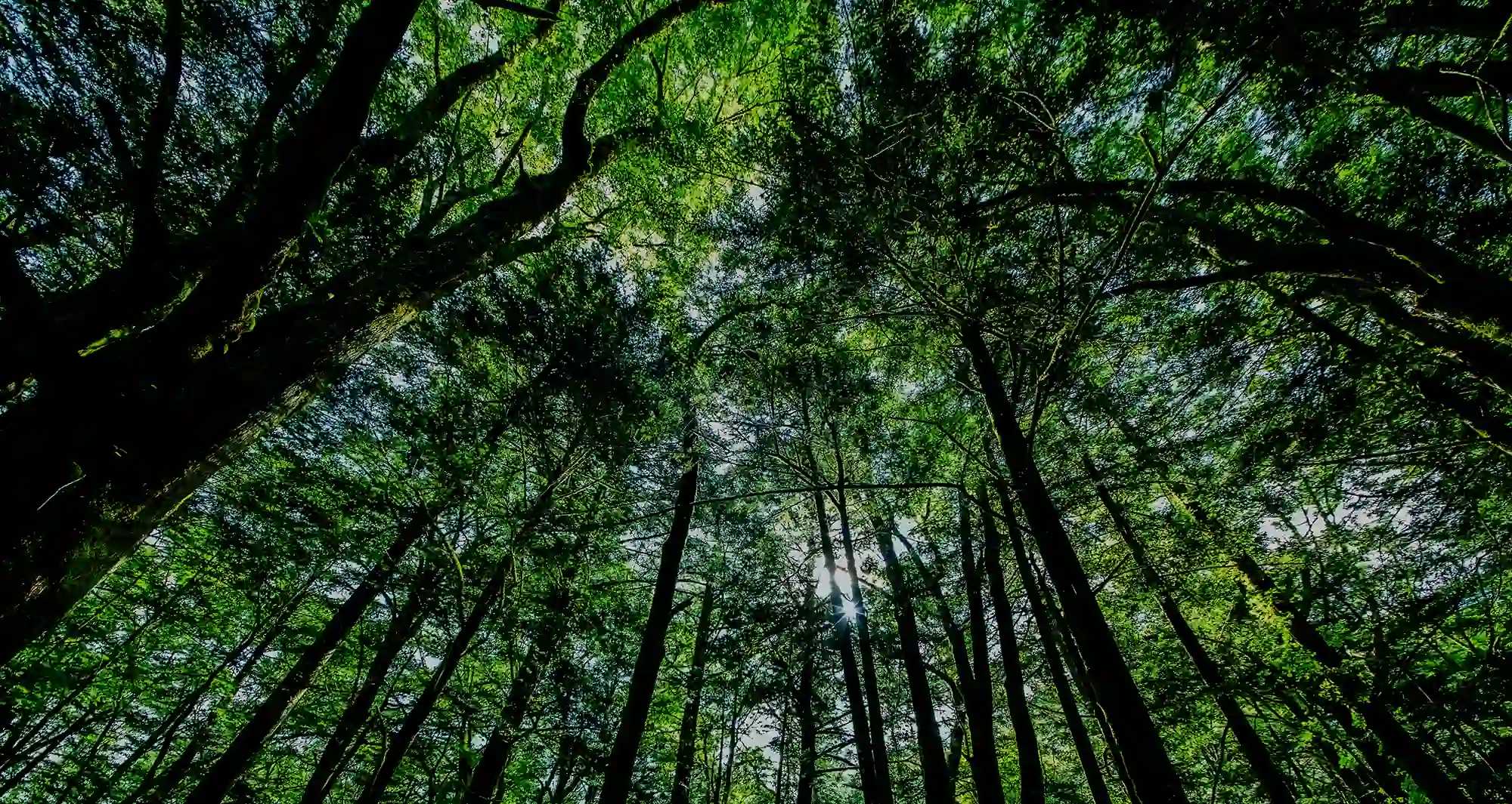 Inside a forest, looking up