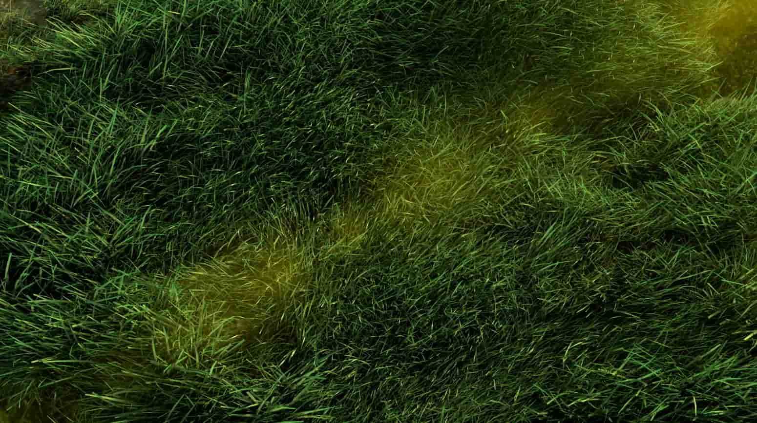 Closeup of Grass