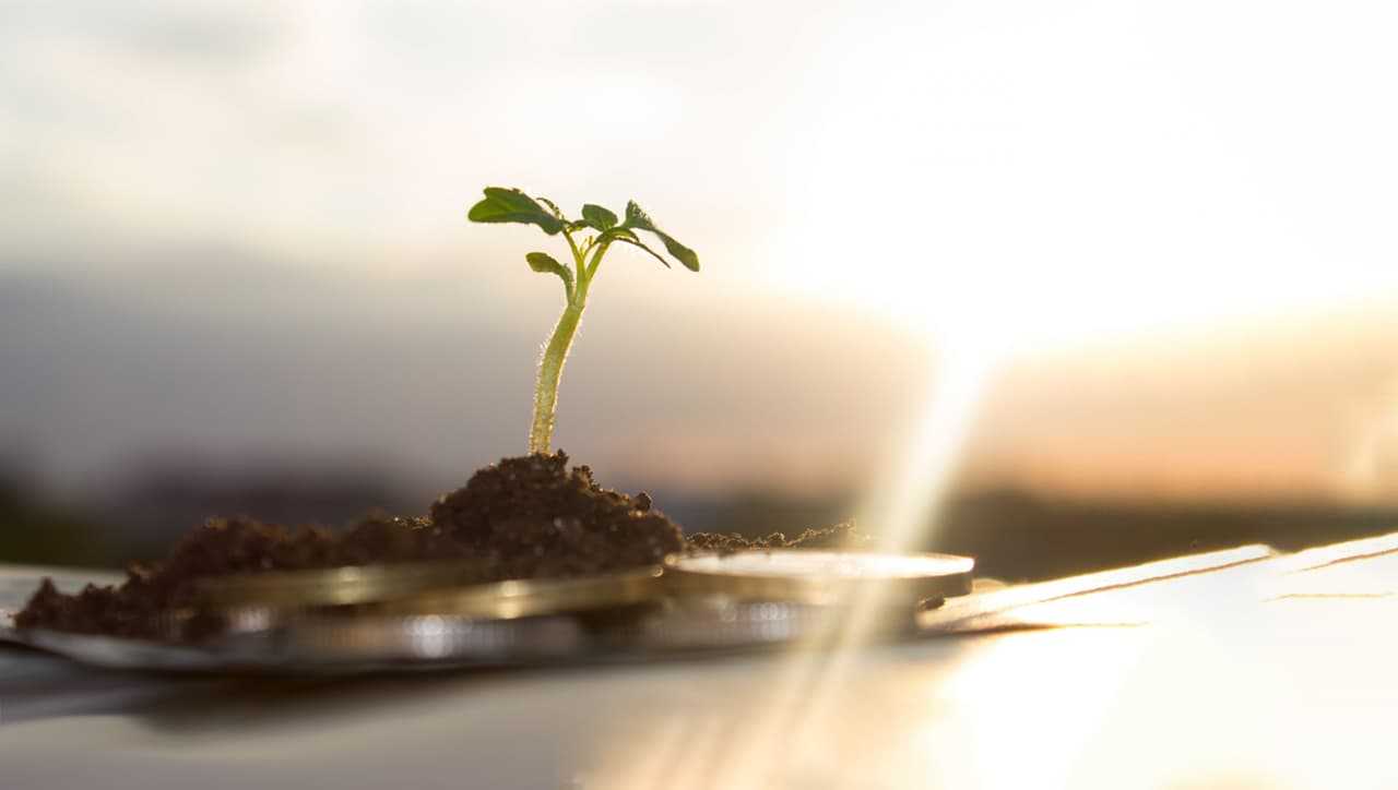 Sprout Growing Out of Coins