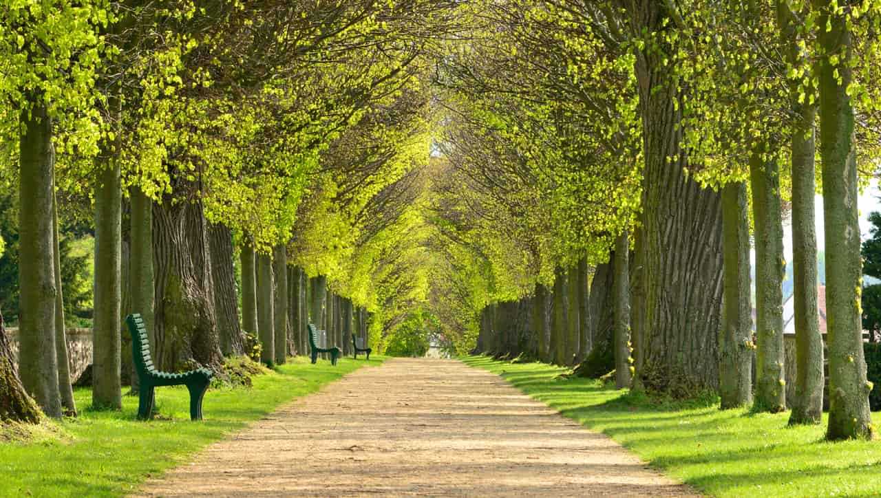 A tree lined path in a park